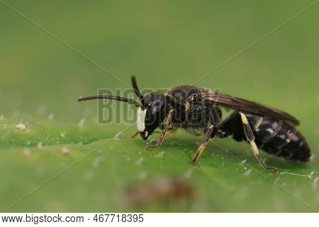 Natural Closeup On A Small White-jawed Yellow-face Bee, Hylaeus Confusus Sitting On A Green Leaf