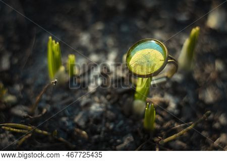Close Up Craft Ring With Natural Leaf Concept Photo. Trendy Bijouterie. Side View Photography With S