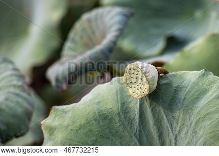 Thailand Amphawa Lotus Plant