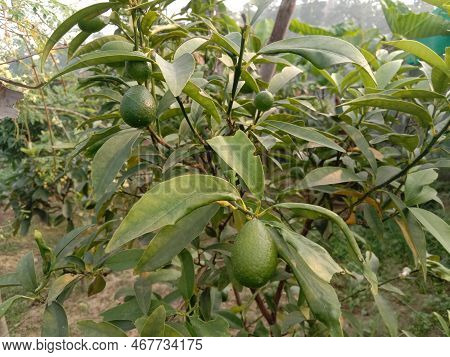 Tasty And Healthy Limequat On Tree In Farm For Harvest