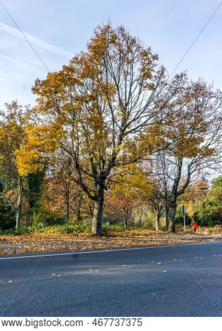 Autumn Trees Line A Streeet In Seatac, Washington.