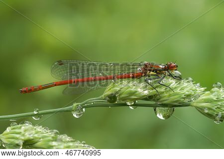 Natural Closeup On A Colorful Large Red Damselfly, Phyrrosoma Nymphula, Covered With Waterdrops Sitt