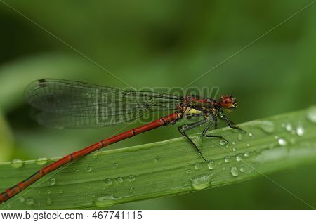 Natural Closeup On A Colorful Large Red Damselfly, Phyrrosoma Nymphula, On Waterdrop Covered Grass