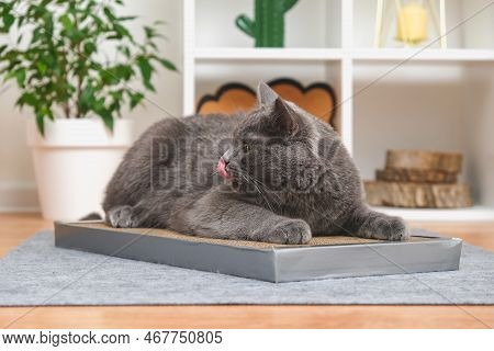 A Gray Cat Is Playing On Scratching Post. Cardboard Scratching Post. A Gray Cat Is Caressing On A Sc