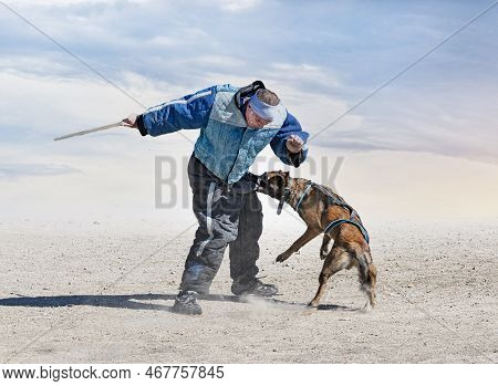 Young Belgian Shepherd Training In The Nature For Security