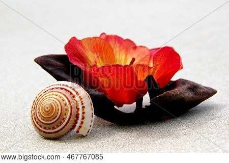 A Beautiful Beach Picture With A Flower And A Shell And Wood