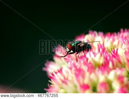 A Cute Little Fly Sitting On A Pink Flower