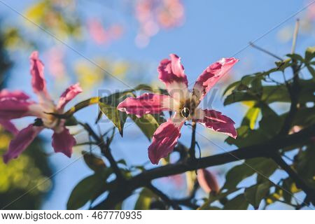 A Pink Large Flowers Chorisia Or Ceiba Speciosa Growing On A Tree