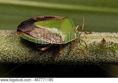 Adult Stink Bug Of The Genus Edessa