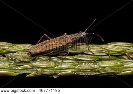 Adult Dirt-colored Seed Bug Of The Subfamily Rhyparochrominae
