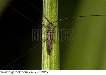 Adult Longhorn Beetle Of The Tribe Agapanthiini