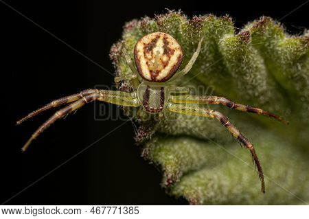Small Female Crab Spider Of The Genus Misumenops