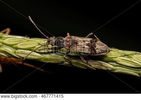 Adult Dirt-colored Seed Bug Of The Subfamily Rhyparochrominae