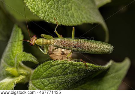 Adult Male Acontistid Mantis Of The Genus Metaphotina