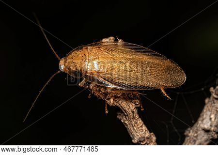 Adult Wood Cockroach Of The Family Ectobiidae