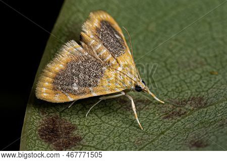 Adult Crambid Moth Of The Family Crambidae