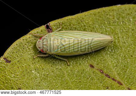 Adult Typical Leafhopper Of The Tribe Gyponini