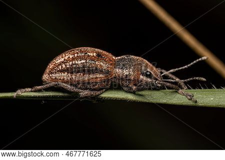 Adult Broad Nosed Weevil Of The Tribe Naupactini