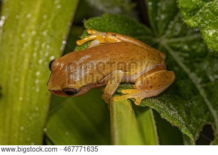 Small Tree Frog Of The Genus Dendropsophus