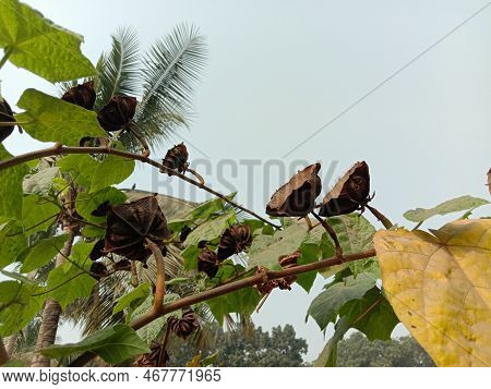 Abroma Augustum Tree With Black Flower