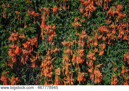 Flamevine Orange Flowers Wall. Green Leaves And Bright Blossoms