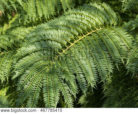 Background From The Branches Of Jacaranda Mimosifolia . Selective Focus.closeup. Wallpaper. High Qua