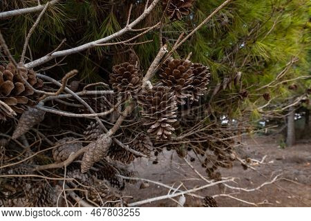 Pine Cones On A Branch In The Forest, On The Mountain Around The Cave Church - Lavra Netofa Monaster