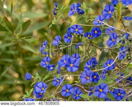 Closeup Shot Of A Flowering Blue Potato Bush In Natural Ambiance