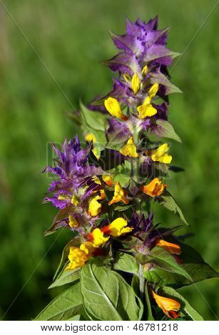 melampyrum nemorosum