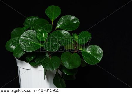 Peperomia Obtusifolia Or Peperomia Green In A White Pot On A Black Background.beautiful Round Leaves