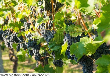Vineyards In Autumn Harvest. Large Bunches Of Red Wine Grapes In Sunny Weather.