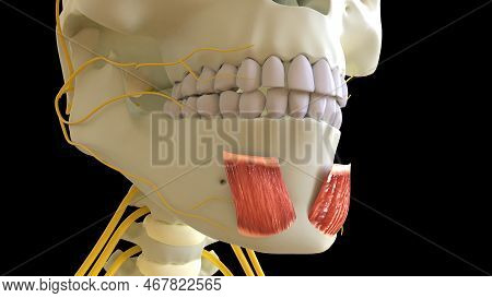 Mentalis Muscle Anatomy For Medical Concept 3d Illustration