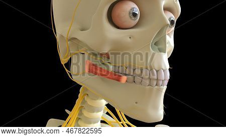 Risorius Muscle Anatomy For Medical Concept 3d Illustration