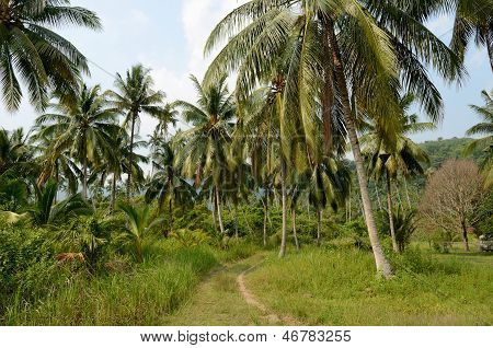 Tioman Island