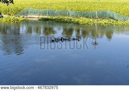 A Group Of Ducks Sweeming In A Pond To Farmhouse During Evening