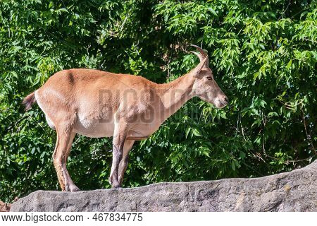 Mountain Goat Or East Caucasian Tur, Female, Latin Name Carpa Cylindricornis. It Is Critically Endan