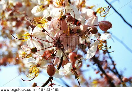 Wild Himalayan Sour Cherry Blossom Or Prunus Cerasoides Flower In Prasat Muang Tam Stone Sanctuary F