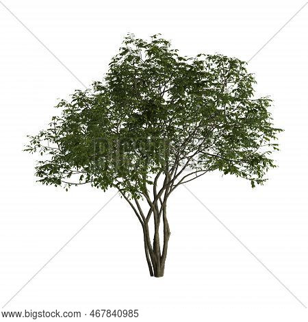 3d Illustration Of Amelanchier Tree Isolated On White Background