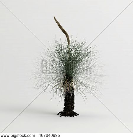3d Illustration Of Xanthorrhoea Arborea Tree Isolated On White Background