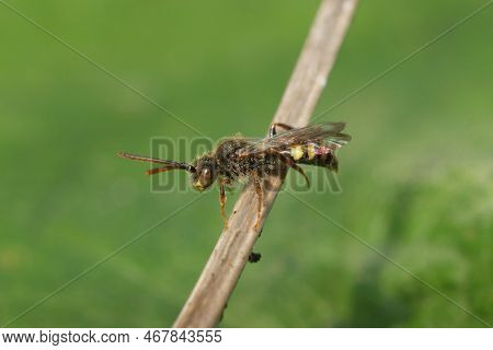 Detailed Closeup On A Red-eyed Female Early Nomad Cuckoo Bee, Nomada Leucopthalma Sitting On A Twig 