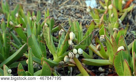 Lot Of Snails On Leaves Of Succulent Plant Carpobrotus Quadrifidus Close Up.