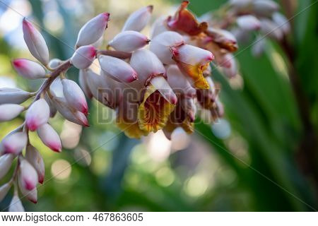 Pale Pink, Red And Yellow Flowers Of Alpinia Zerumbet Or Shell Ginger