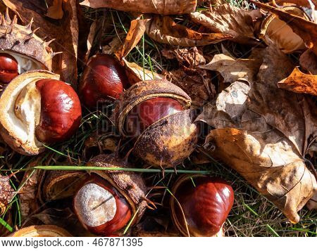 Close-up Of Fresh Horse Chestnuts (aesculus Hippocastanum) Among Dry Leaves. Autumn Background With 