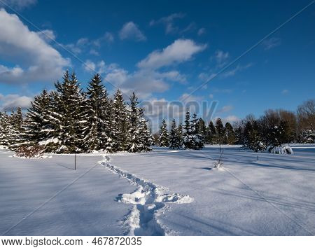 View Of Ground Covered With White Snow And Tracks Of A Person In Very Deep Snow And Big Trees Covere
