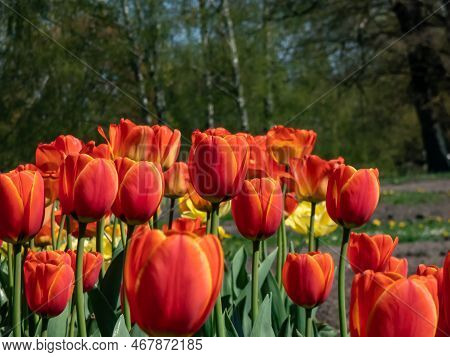 Darwin Hybrid Tulip  'eric Hofsjo' Blooming With Bi-color Red-pink And Cream Flowers In The Garden