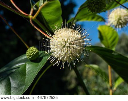 Flowering Plant Buttonbush, Button-willow Or Honey-bells (cephalanthus Occidentalis) Blooming In Sum