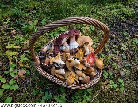 Wooden Baskets On The Ground Full With Edible Mushrooms - Russula Rosea, Chanterelles, Boletus, Cham