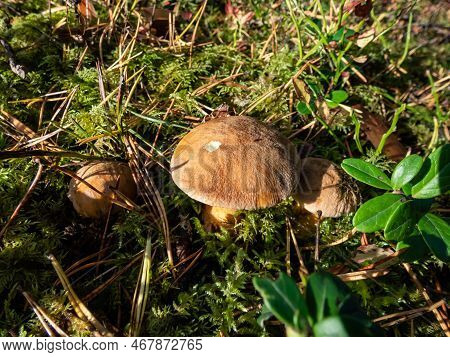 Brown - Yellow Perfect Mushroom Velvet Bolete (suillus Variegatus) In Dry Leaves And Moss In The For