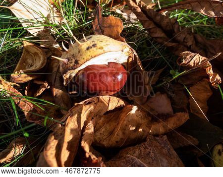 Close-up Of Fresh Horse Chestnuts (aesculus Hippocastanum). Autumn Background With Ripe Brown Horse 