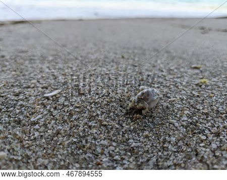 An Animal That Lives In The Sand By The Beach Is Called By The Local Community Umang Umang (in Malay